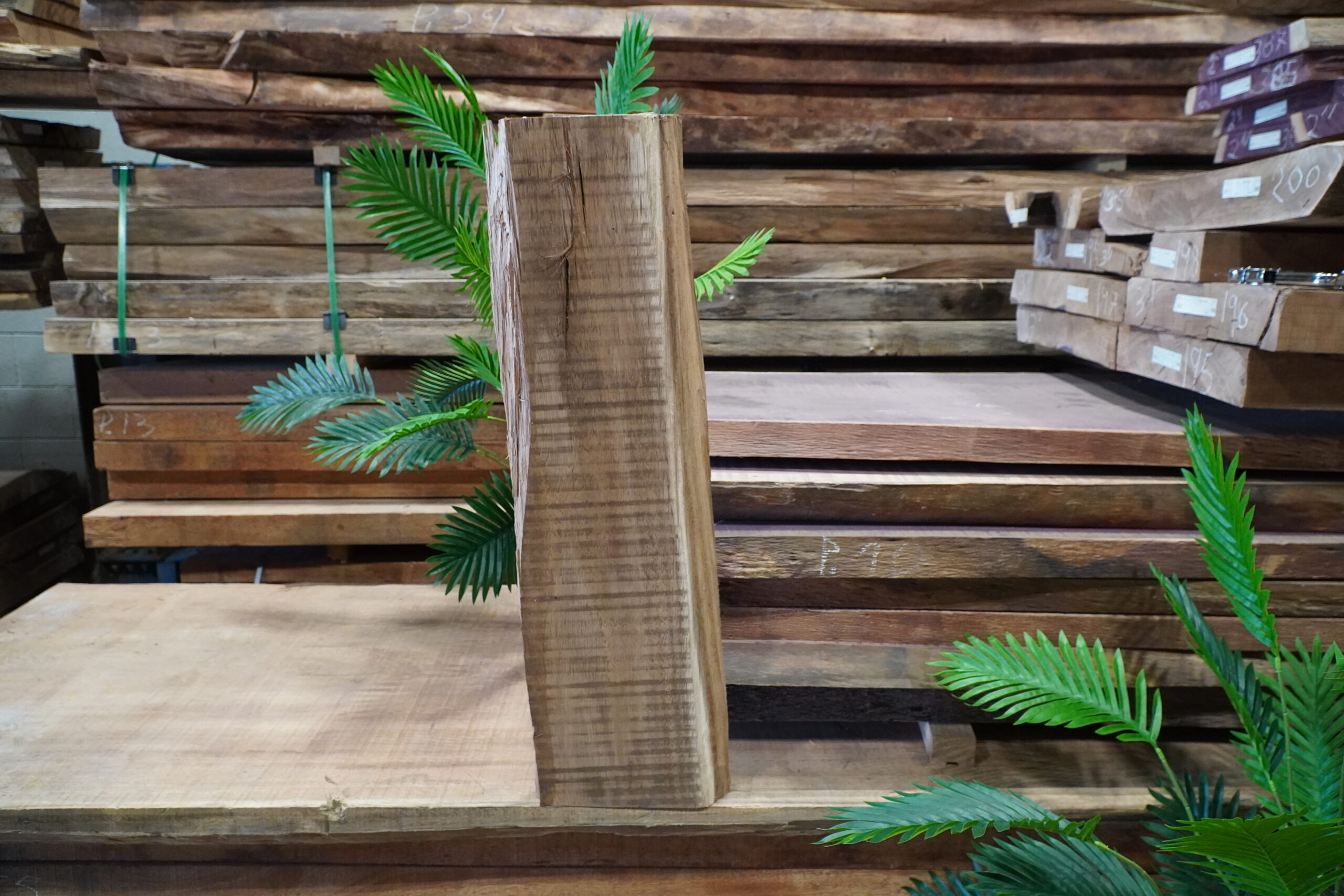 PACARA EARPOD TREE 700/16 - Image 2