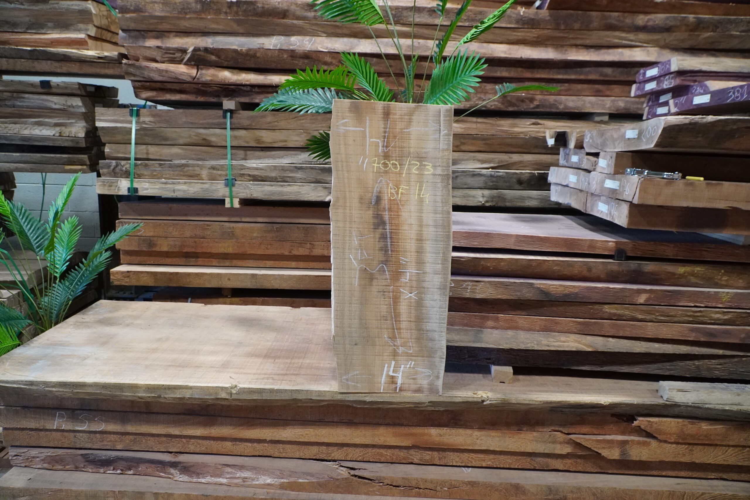 PACARA EARPOD TREE 700/23