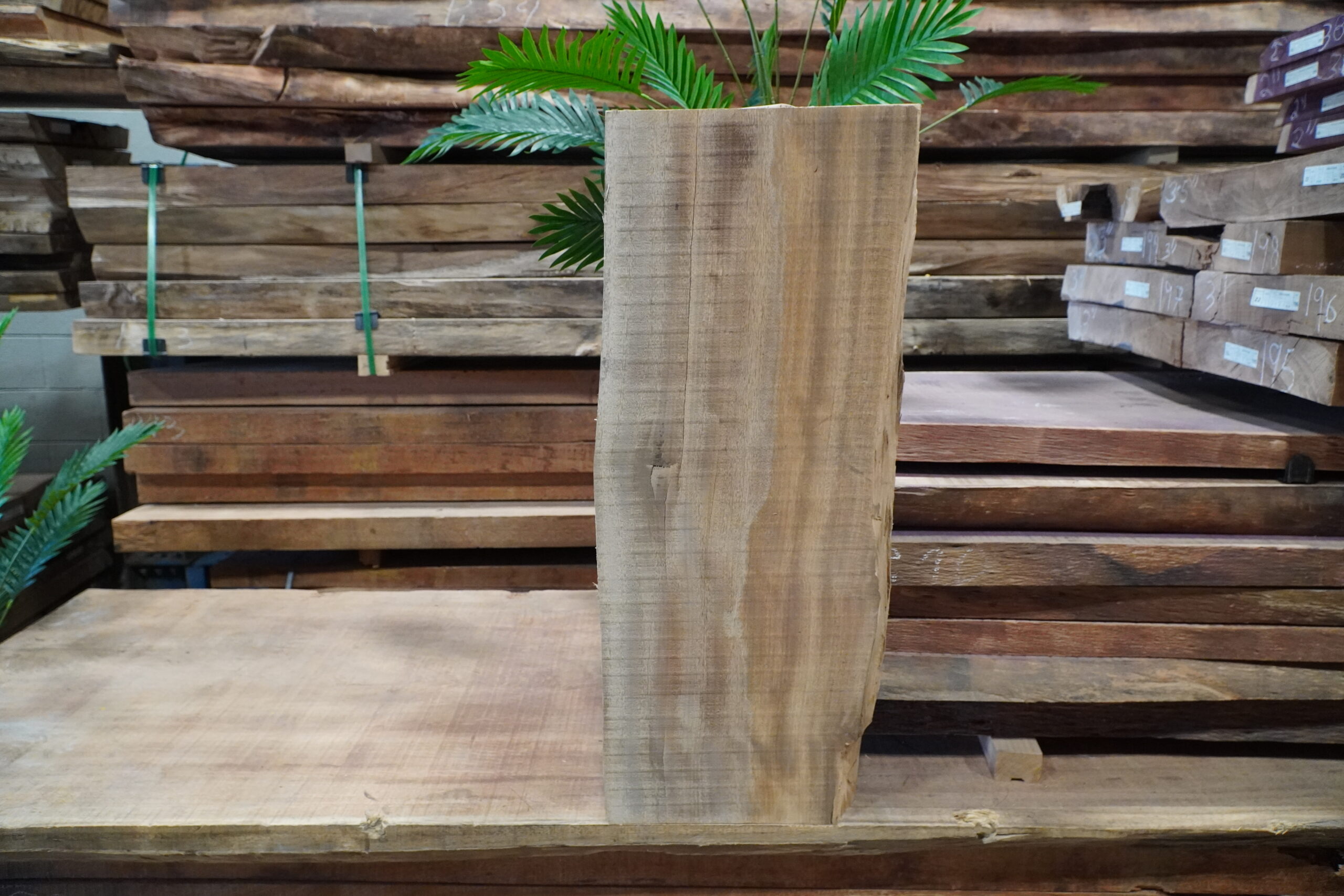 PACARA EARPOD TREE 700/23 - Image 2